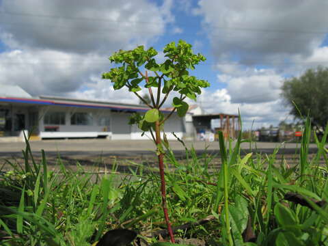 Image of cancer weed