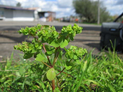 Image of cancer weed