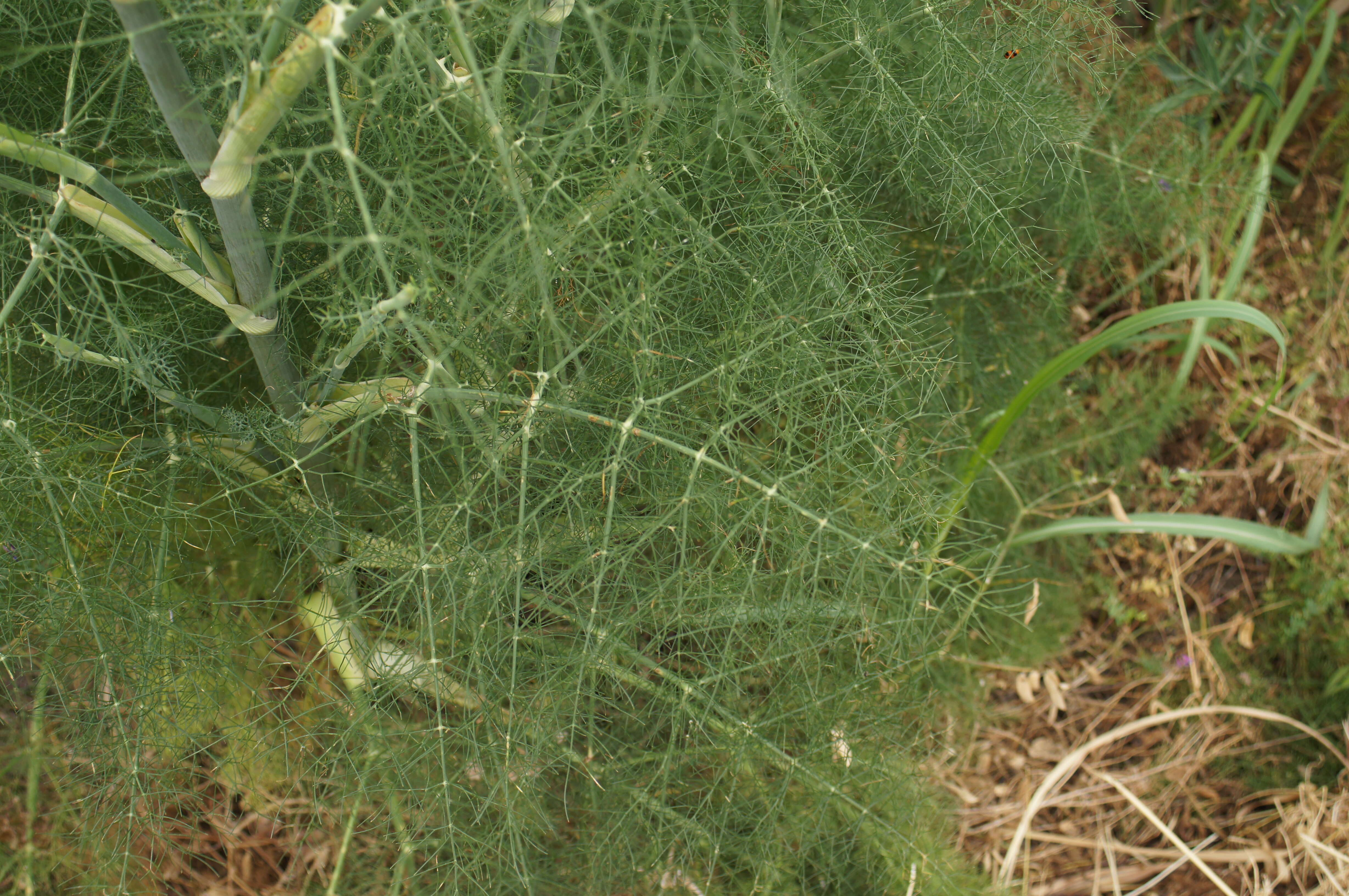 Image of fennel