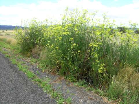 Image of fennel