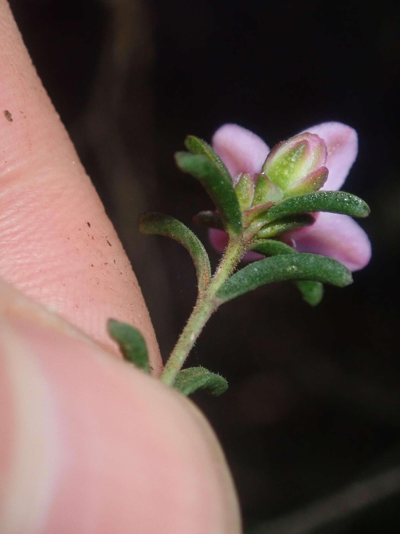 Image of Boronia capitata Benth.