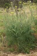 Image of fennel