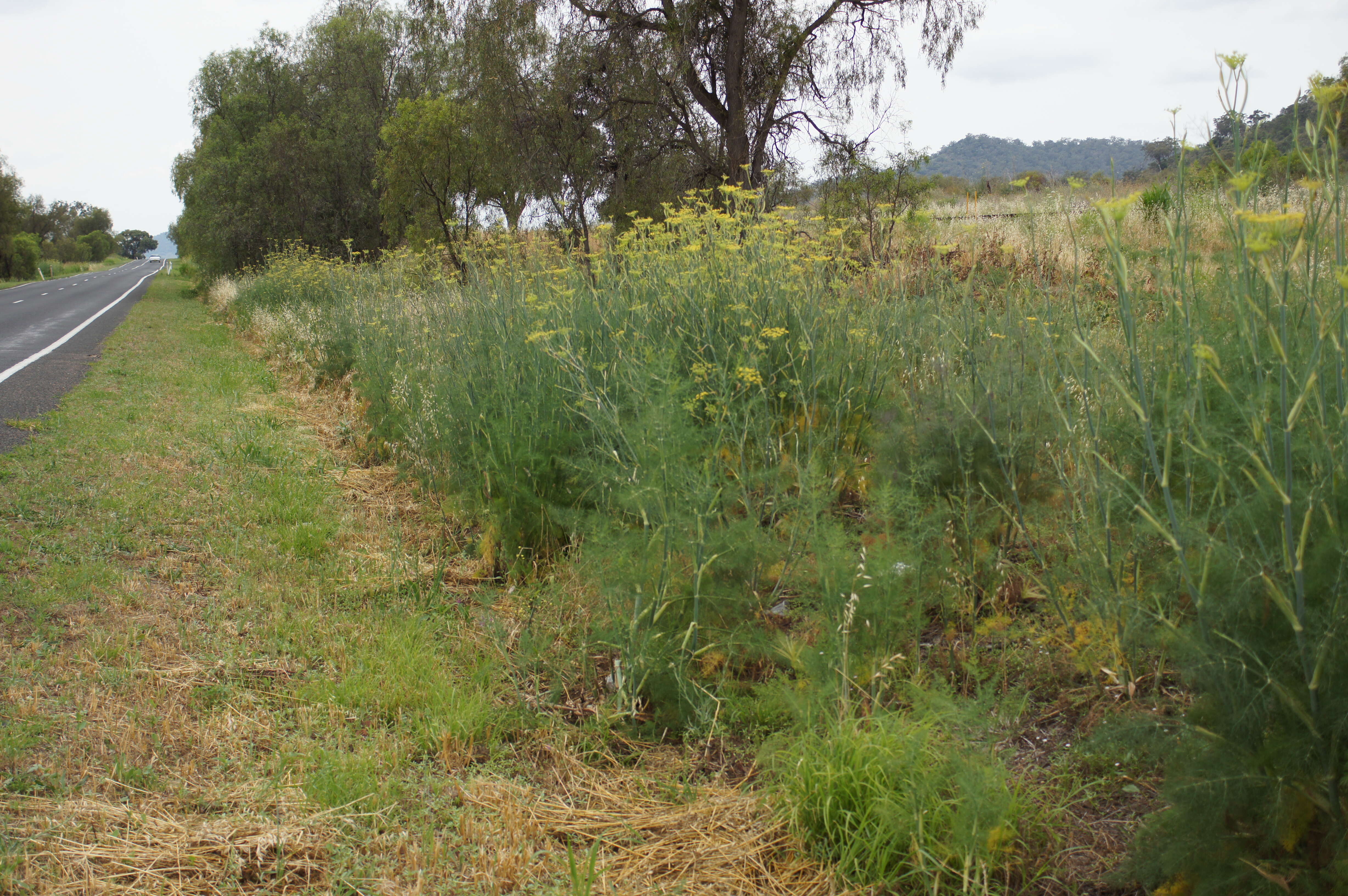 Image of fennel