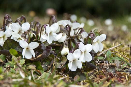 Image of Viola alba subsp. alba