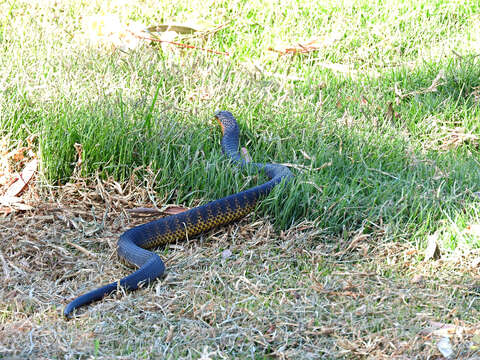 Image of Notechis scutatus occidentalis Glauert 1948