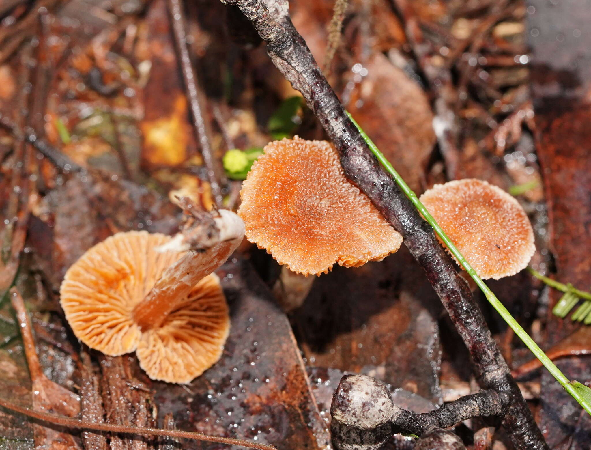 Imagem de Inocybe austrofibrillosa Grgur. 2002