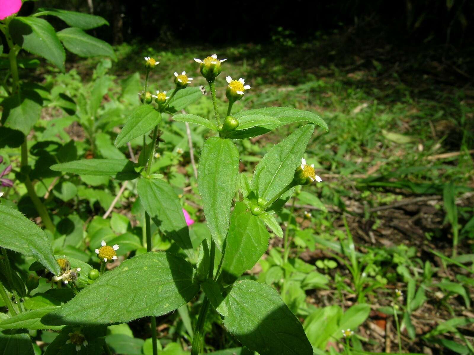 Galinsoga parviflora Cav. resmi