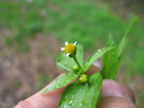 Image of Smooth peruvian daisy