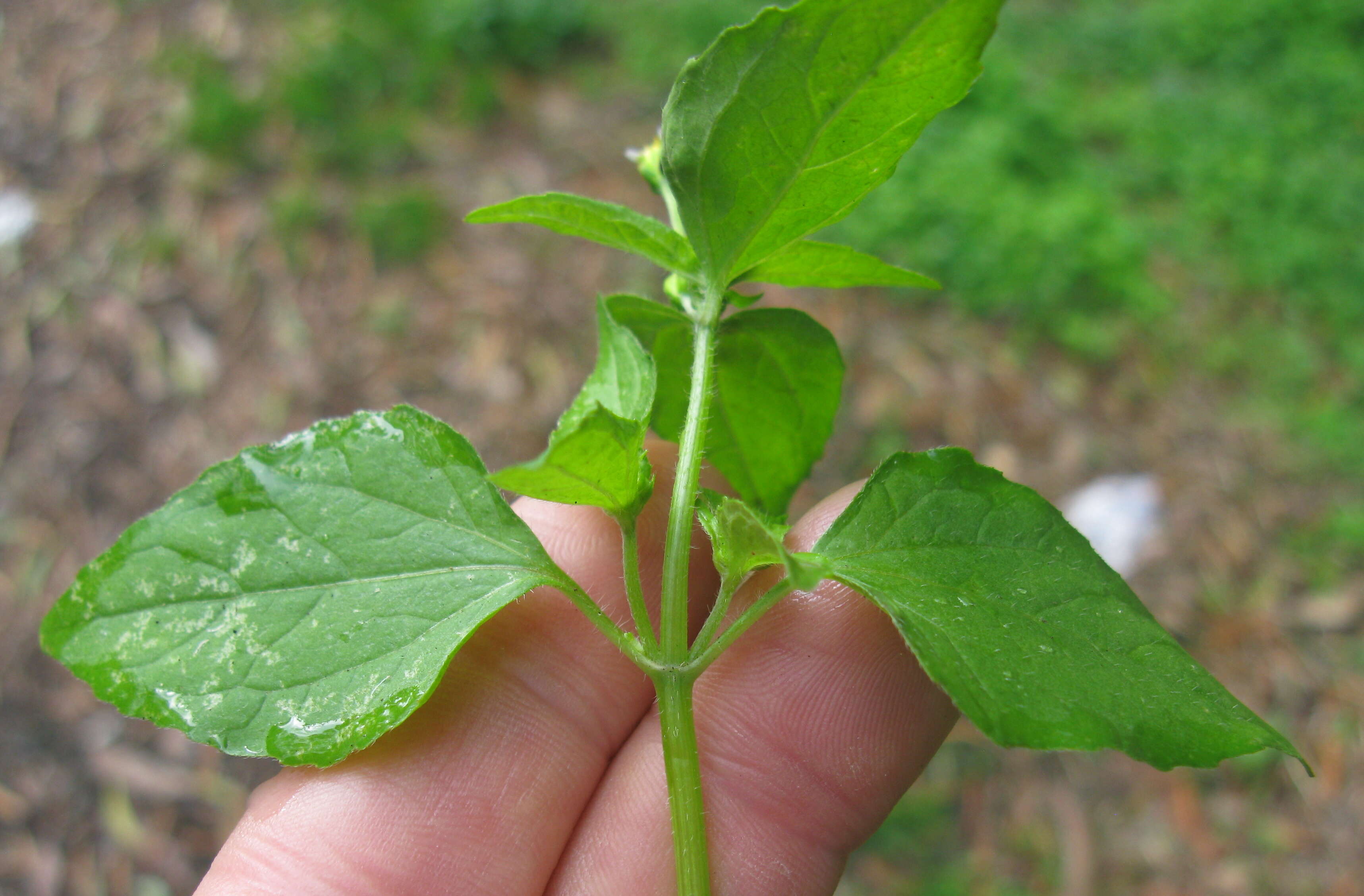 Galinsoga parviflora Cav. resmi