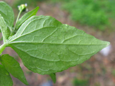 Galinsoga parviflora Cav. resmi