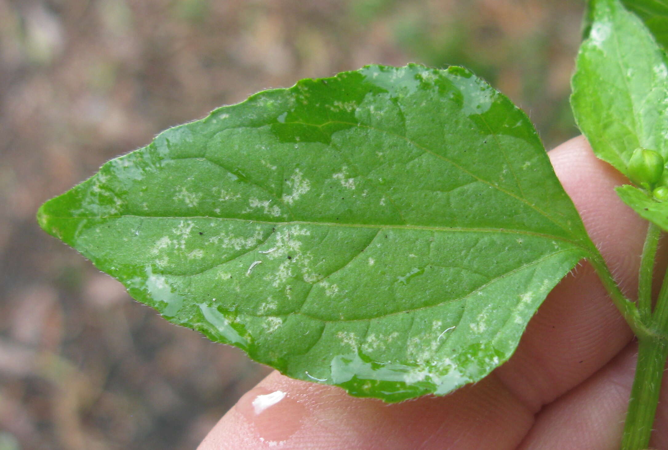 Galinsoga parviflora Cav. resmi