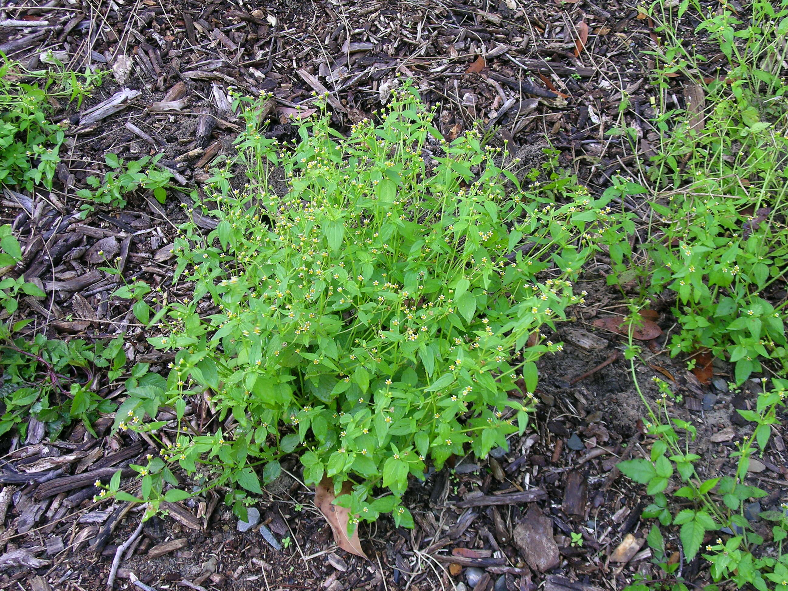 Image of Smooth peruvian daisy