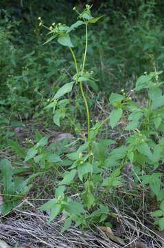 Image of Smooth peruvian daisy