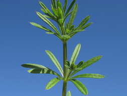 Plancia ëd Galium aparine L.