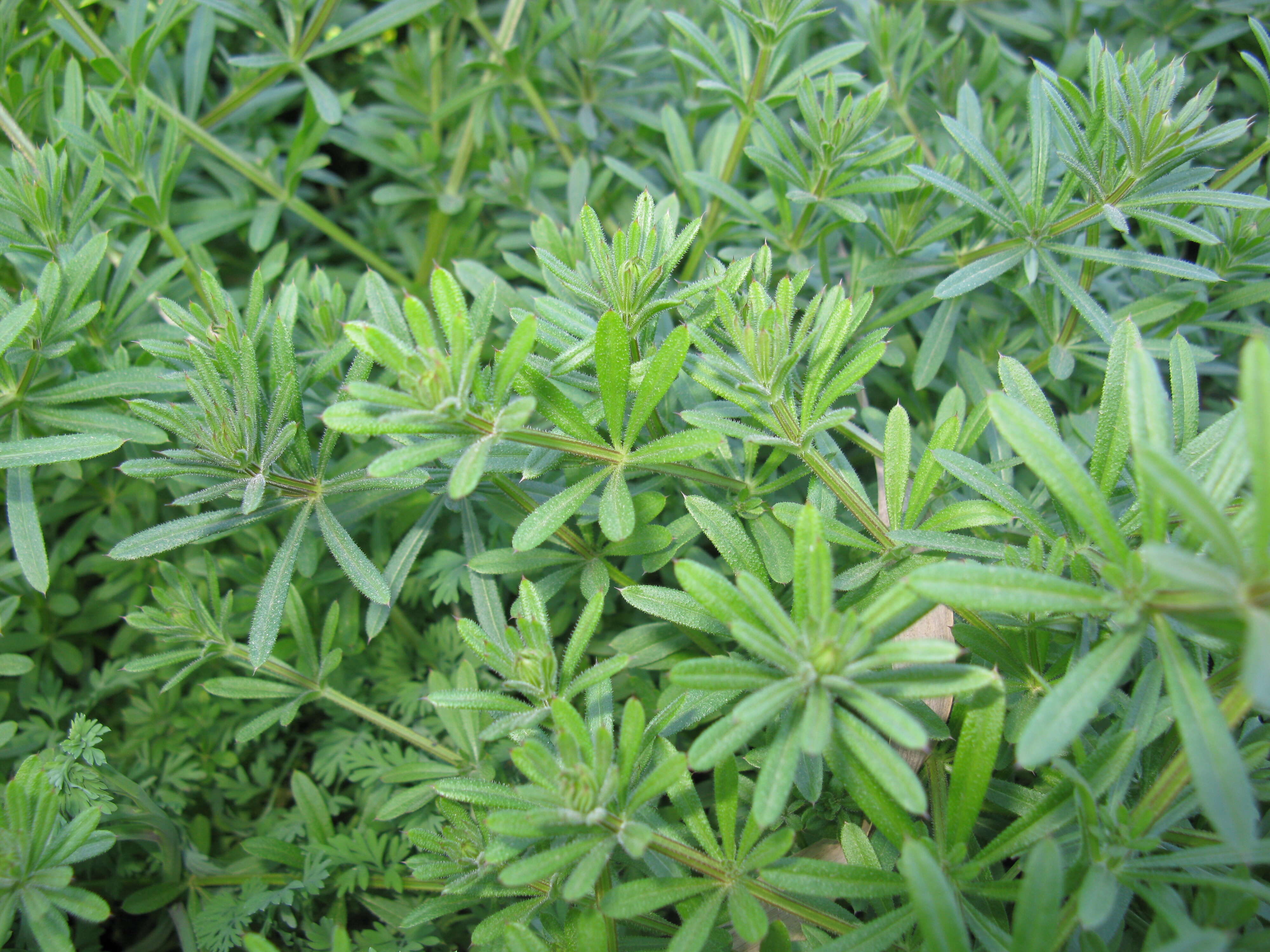 Plancia ëd Galium aparine L.