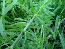 Image of Goosegrass