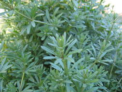 Image of Goosegrass