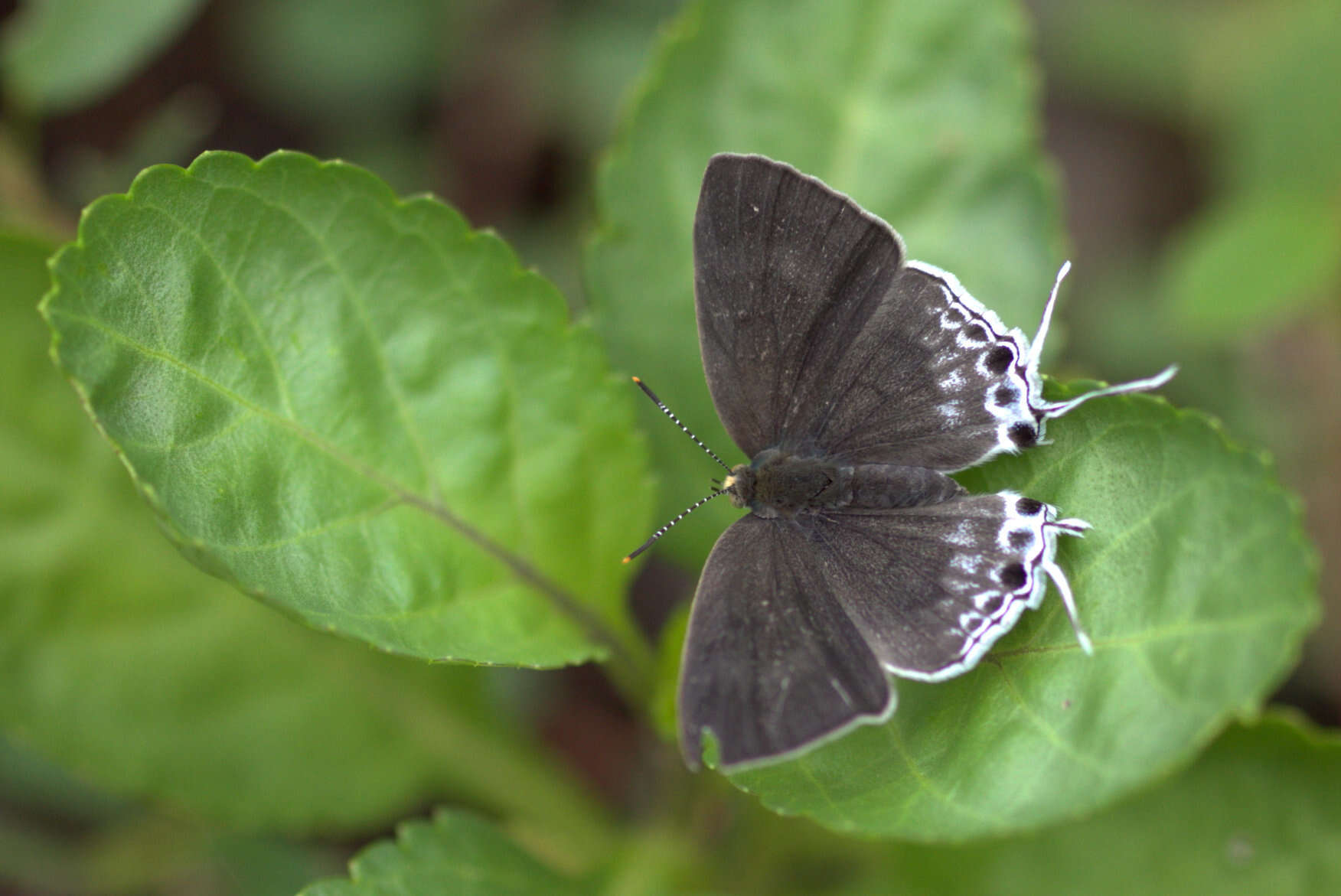 Слика од Hypolycaena sipylus Felder 1860