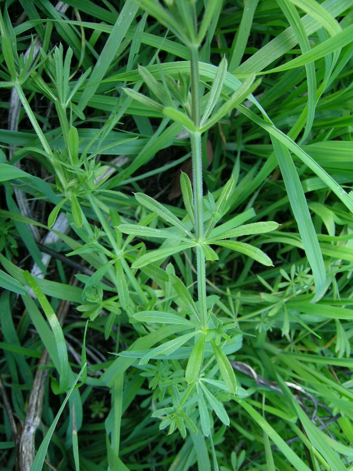 Image of Goosegrass