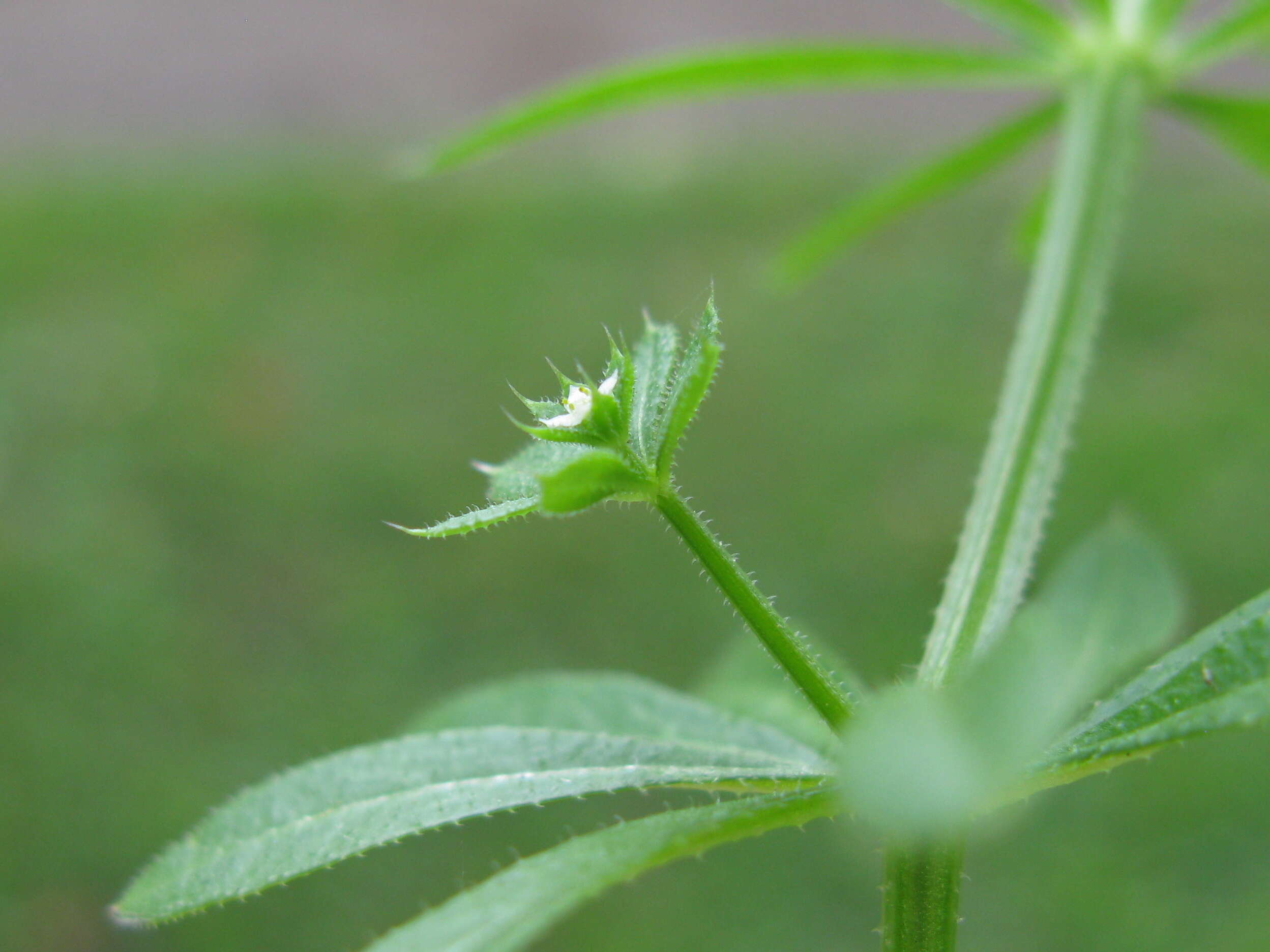 Image of Goosegrass