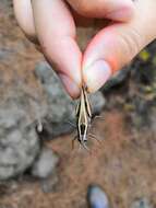 Image of Canarian Pincer Grasshopper