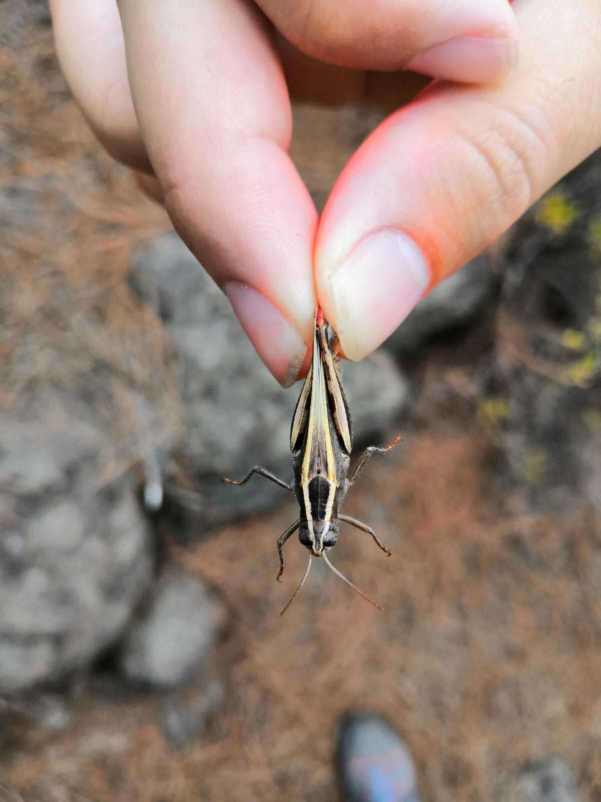 Image of Canarian Pincer Grasshopper