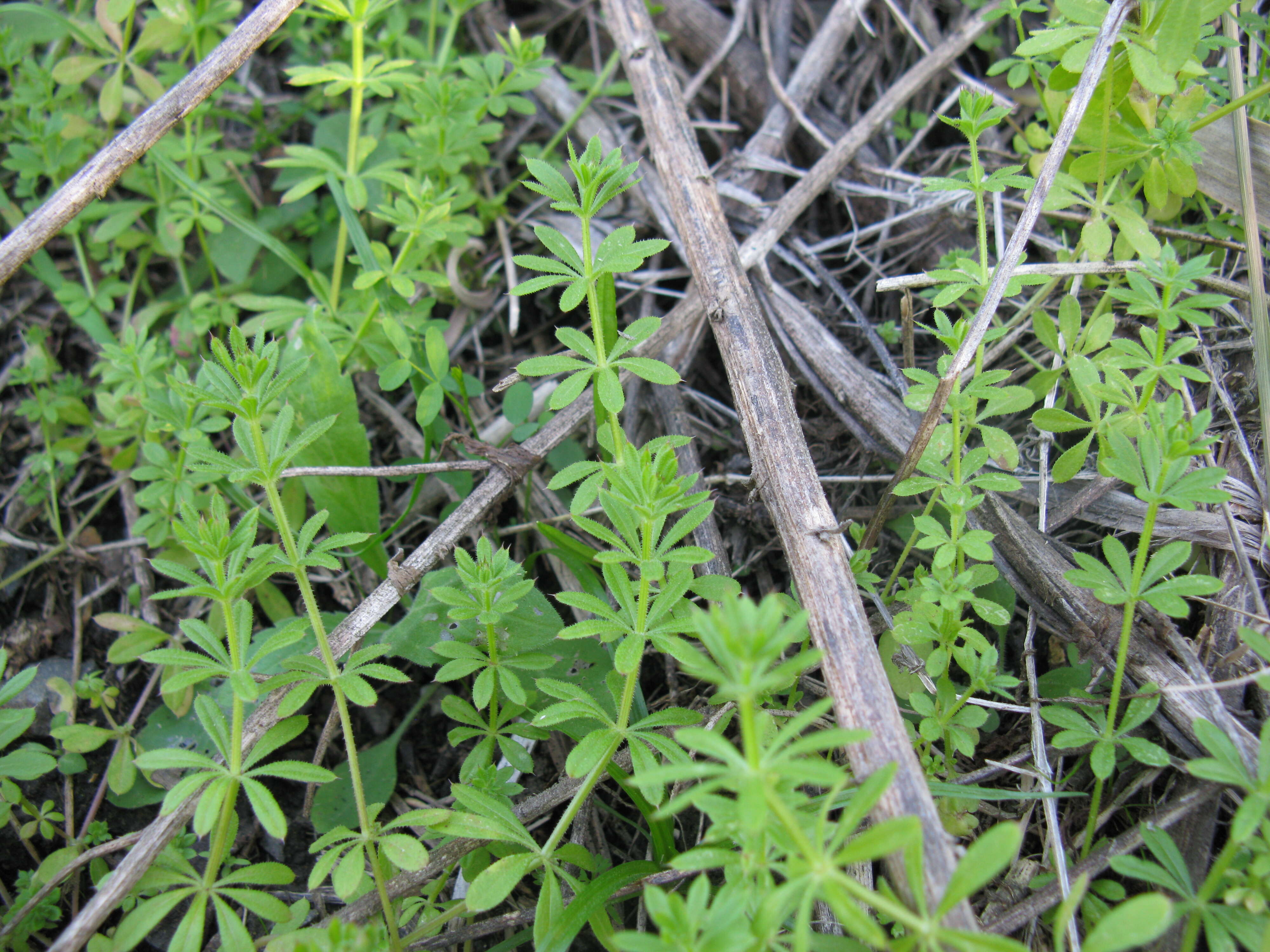 Plancia ëd Galium aparine L.