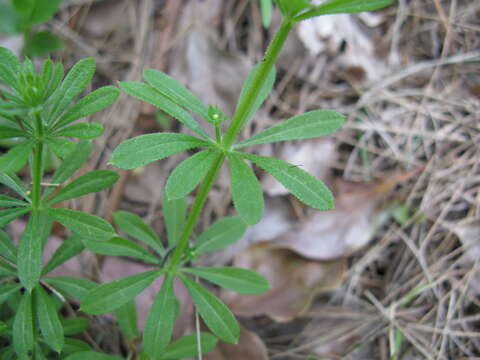 Image of Goosegrass