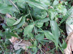 Image of wild leadwort