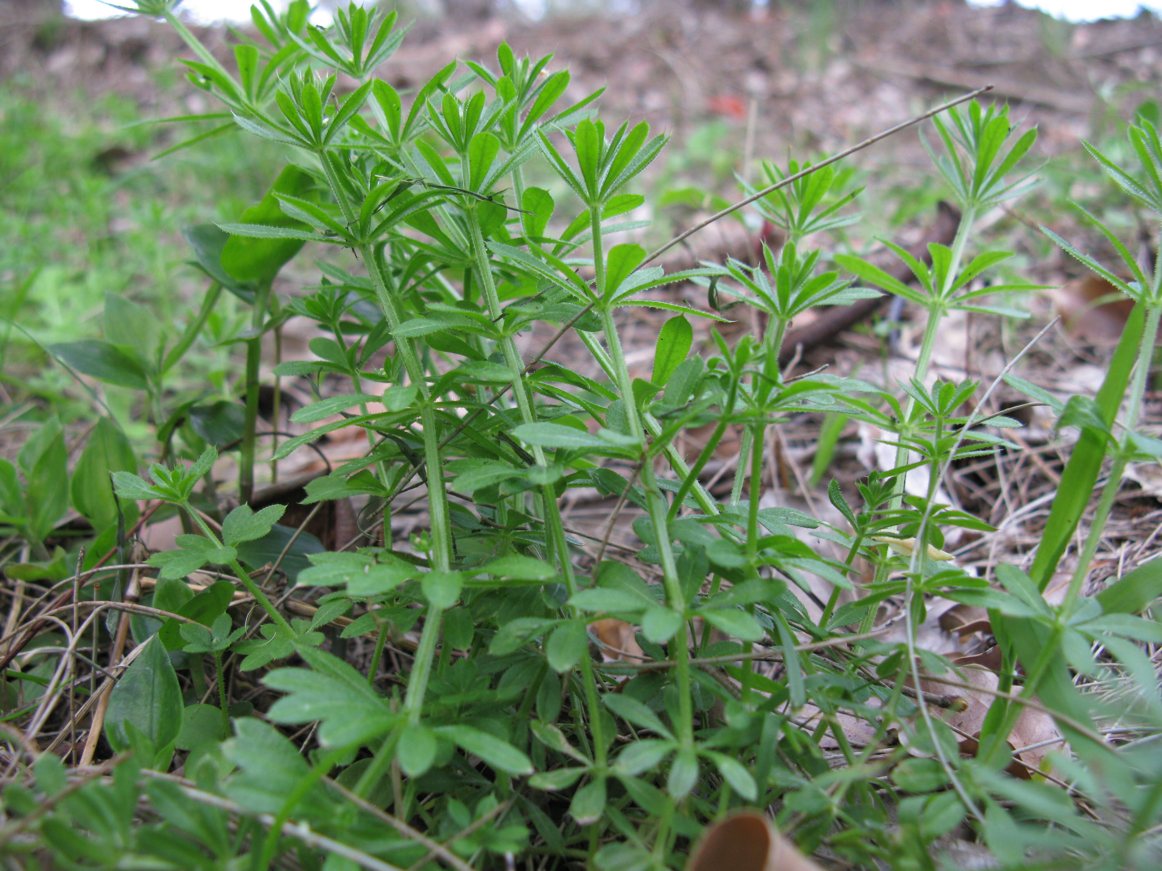 Image of Goosegrass