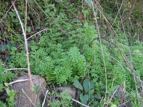 Image of Goosegrass