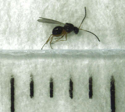 Image of Parasitoid wasp