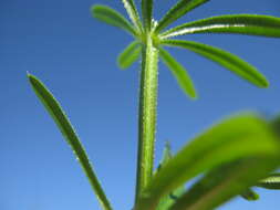 Image of Goosegrass