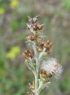 Sivun Gamochaeta calviceps (Fern.) Cabrera kuva