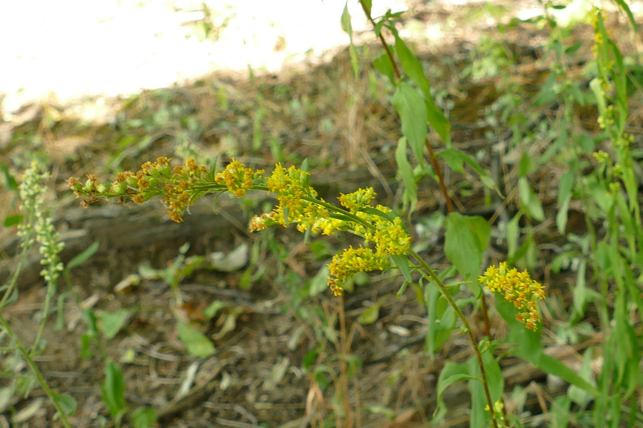 Image of Atlantic goldenrod