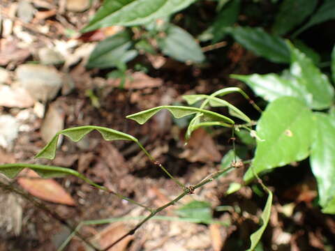 Image of Hylodesmum leptopus (Benth.) H. Ohashi & R. R. Mill