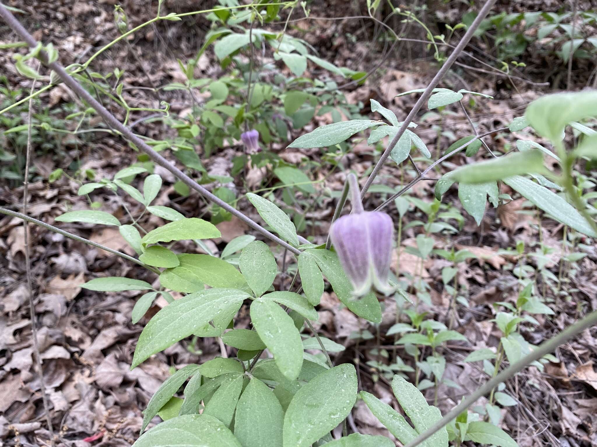 Plancia ëd Clematis vinacea Floden