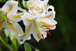 Image of Asiatic Lily