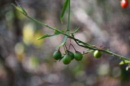 Image of Crossopetalum uragoga (Jacq.) O. Kuntze