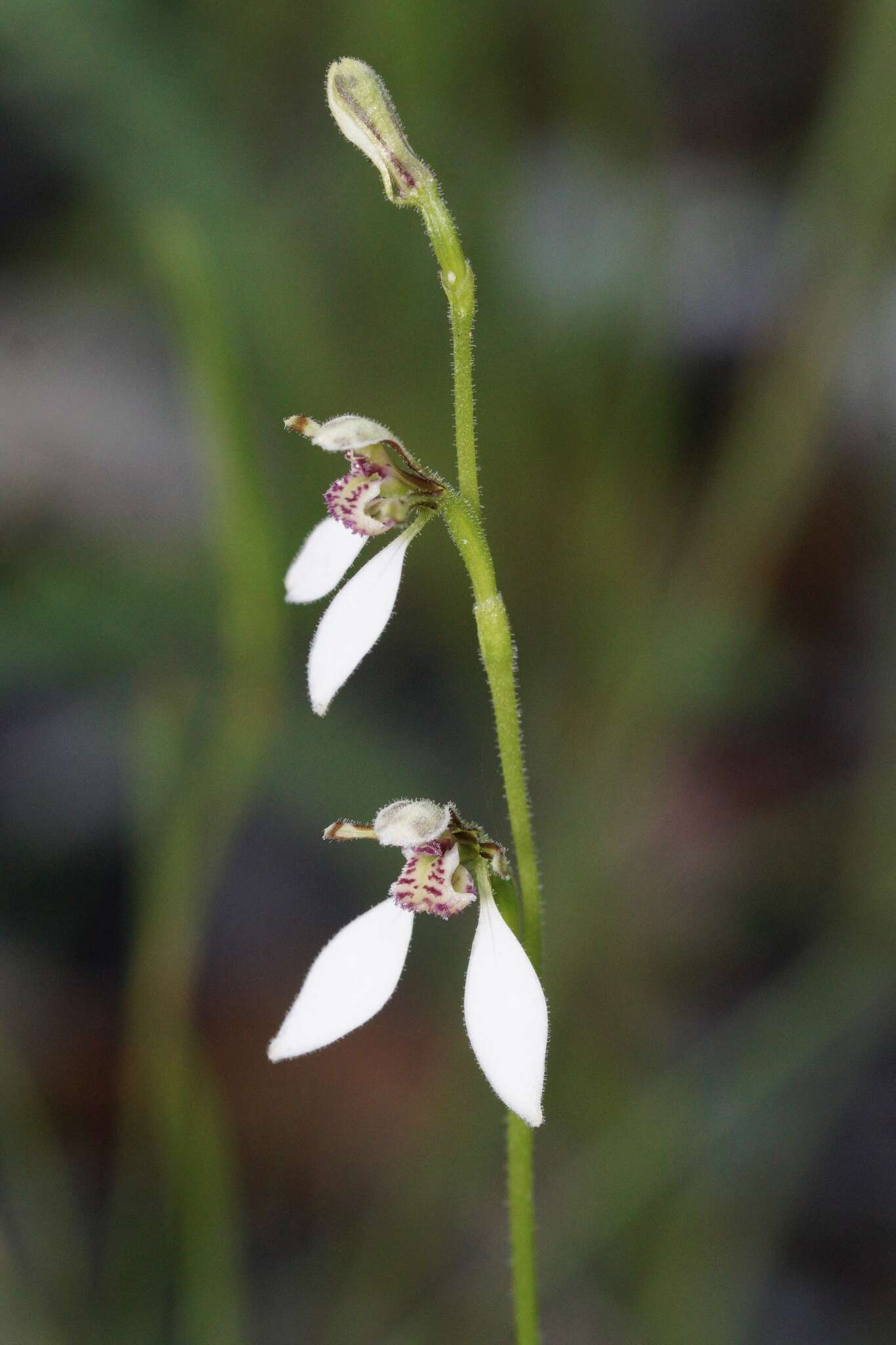 Eriochilus dilatatus Lindl.的圖片