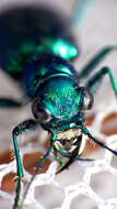 Image of Cicindela (Cicindela) scutellaris unicolor Dejean 1825