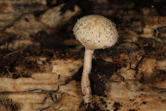 Imagem de Cystolepiota fumosifolia (Murrill) Vellinga 2006