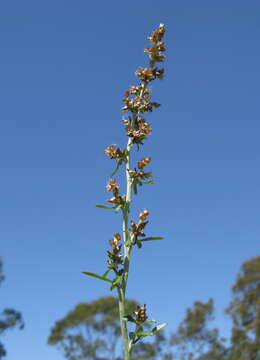 Image of Gamochaeta americana