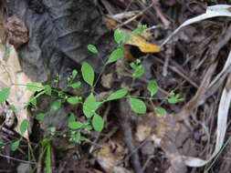 Image of smooth forked nailwort