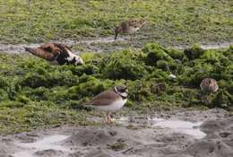 Image of Semipalmated Plover