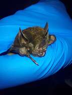 Image of dwarf little fruit bat