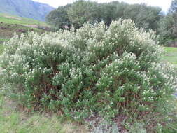 Image of Buddleja loricata Leeuwenberg