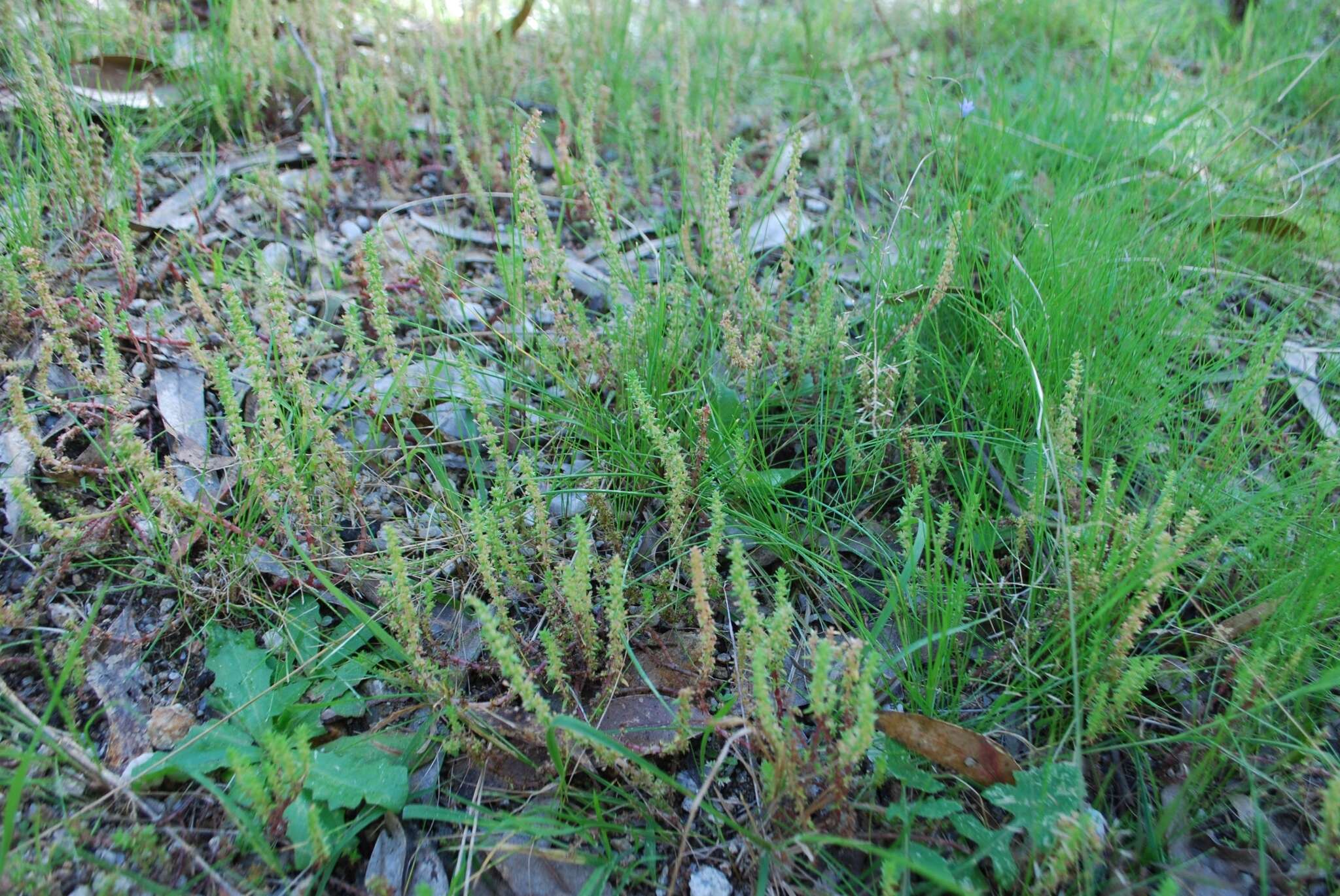 Crassula sieberiana subsp. sieberiana resmi