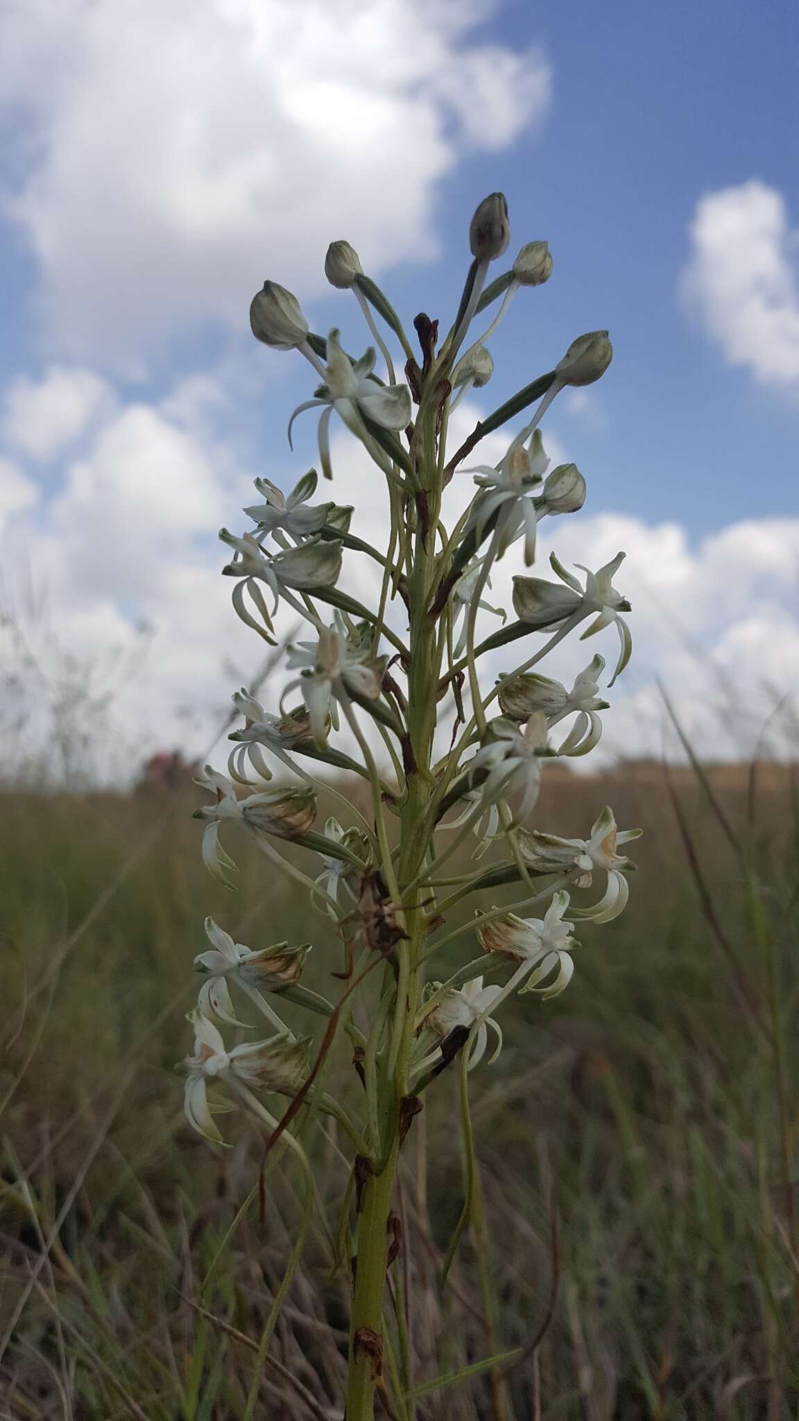 Image of Habenaria caffra Schltr.