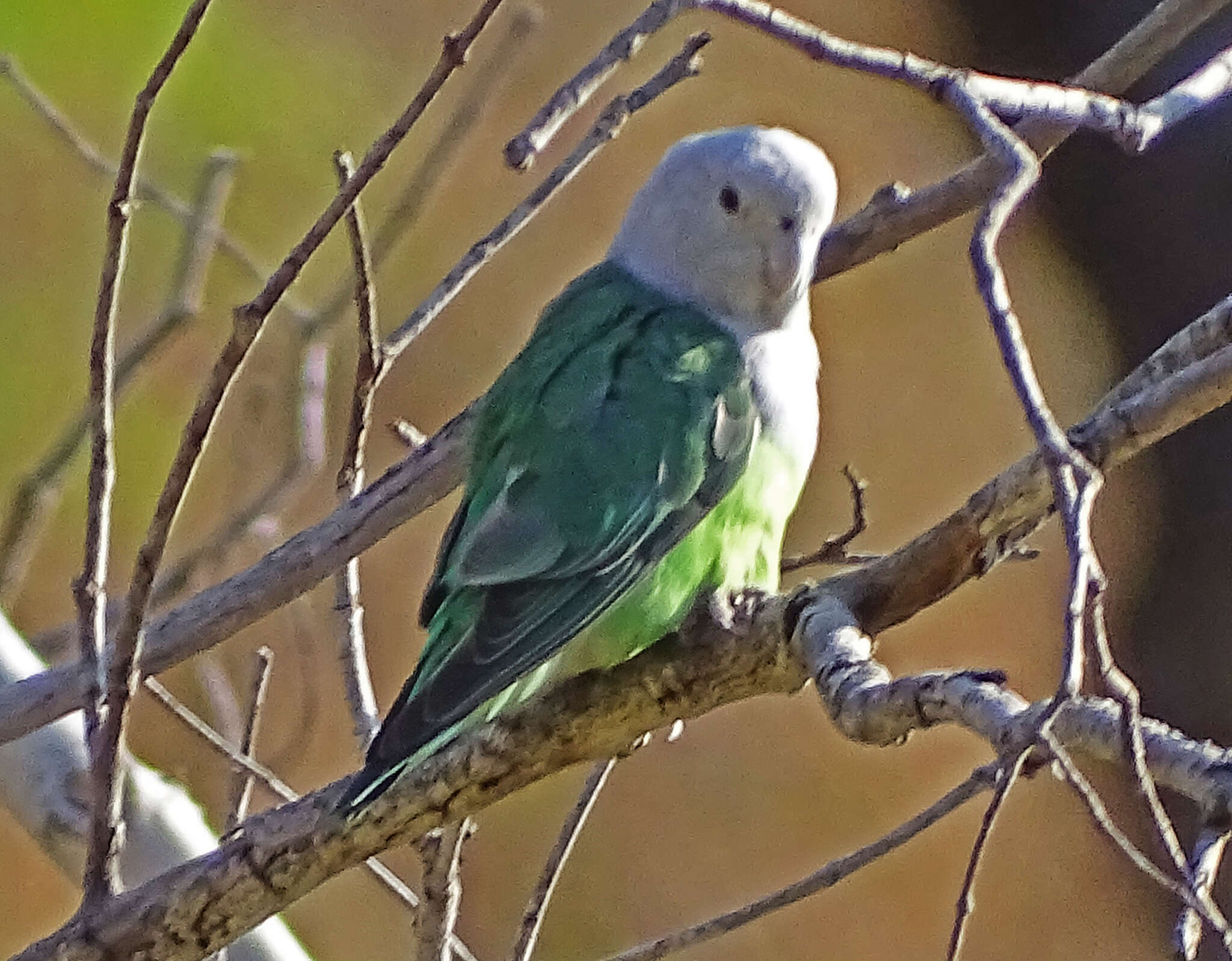 Image of Grey-headed Lovebird